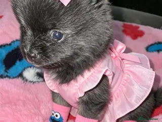 Pomeranian dogs ✨🐾1 Mini Pom Star Left🏆🐶🐾✨ - Advert 6