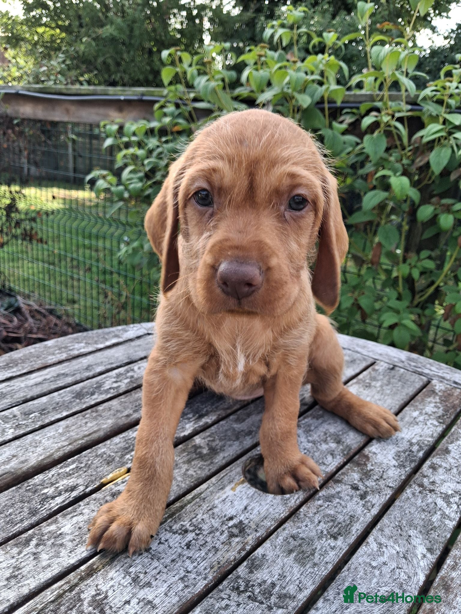 Hungarian Vizsla dogs KC Hungarian Wirehaired Vizslar - Advert 2