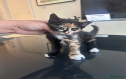 Mixed Breed cats for sale: Mixed Ragdoll / Tabby Adorable Kittens  - Image 11