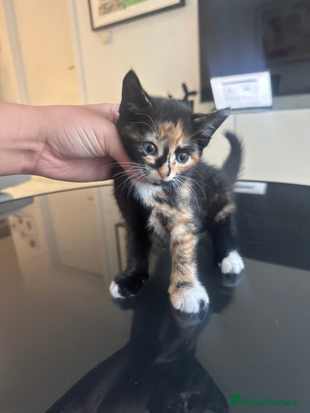 Mixed Breed cats for sale: Mixed Ragdoll / Tabby Adorable Kittens  - Image 11
