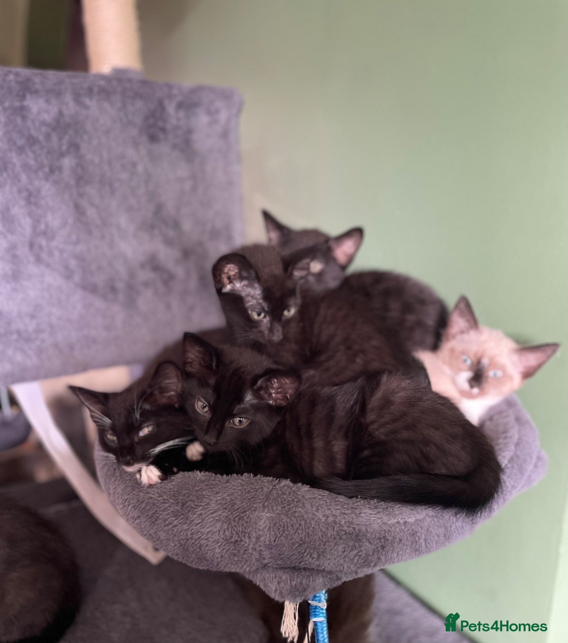 Mixed Breed cats Kittens looking for forever homes - Advert 18