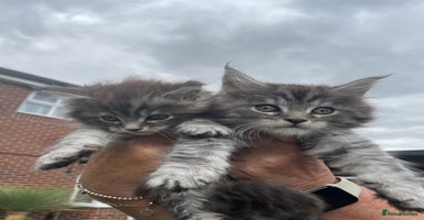 Maine Coon cats - Advert 1