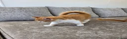 Mixed Breed cats for sale: 2x boy ginger white 16 weeks old must go together  - Advert 8