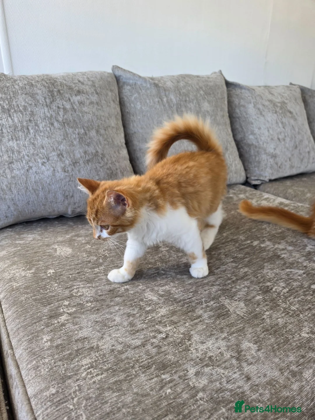 Mixed Breed cats for sale: 2x boy ginger white 16 weeks old must go together  - Advert 8