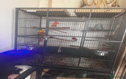 Ringnecks birds for sale: Blue male Indian ringneck and cage  - Image 3