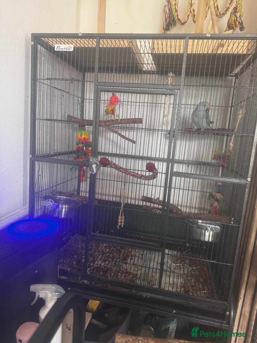 Ringnecks birds for sale: Blue male Indian ringneck and cage  - Image 3