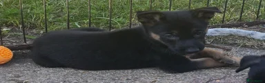 Puppy 10