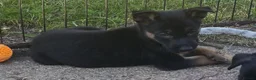 Belgian Shepherd Dog dogs for sale: Belgian malinois puppies KNVP working lines - Advert 22