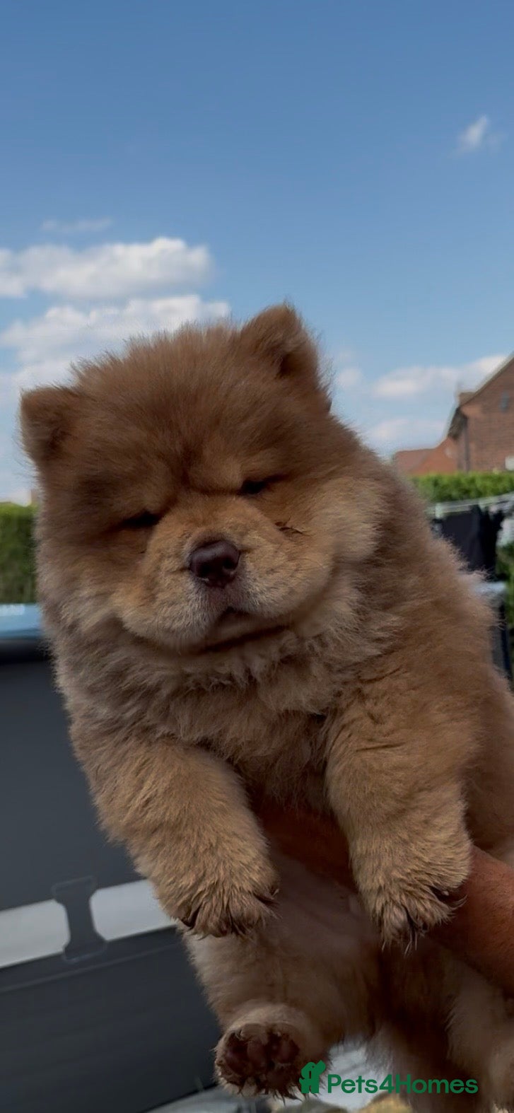 Chow Chow dogs Chow chow boy  - Advert 1