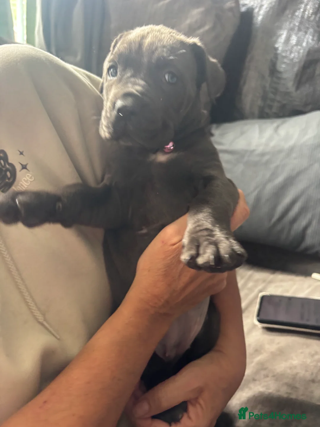 Cane Corso dogs for sale: Cane corso - Advert 2