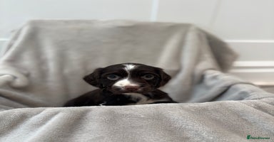 Cocker Spaniel dogs 4 stunning brown cocker spaniels 3 boys one girl  - Advert 2