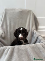 Cocker Spaniel dogs 4 stunning brown cocker spaniels 3 boys one girl - Advert 1