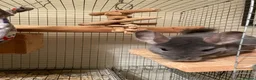 Chinchilla rodents for sale: Male chinchilla looking for a new home  - Advert 2