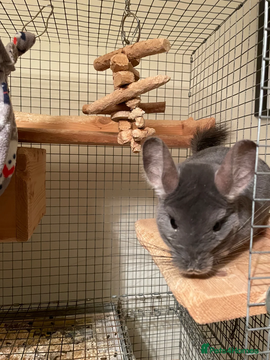 Chinchilla rodents for sale: Male chinchilla looking for a new home  - Advert 2