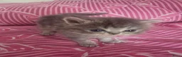 Exotic cats for sale: GCCF Registered Exotic kittens in Wingate - Advert 2