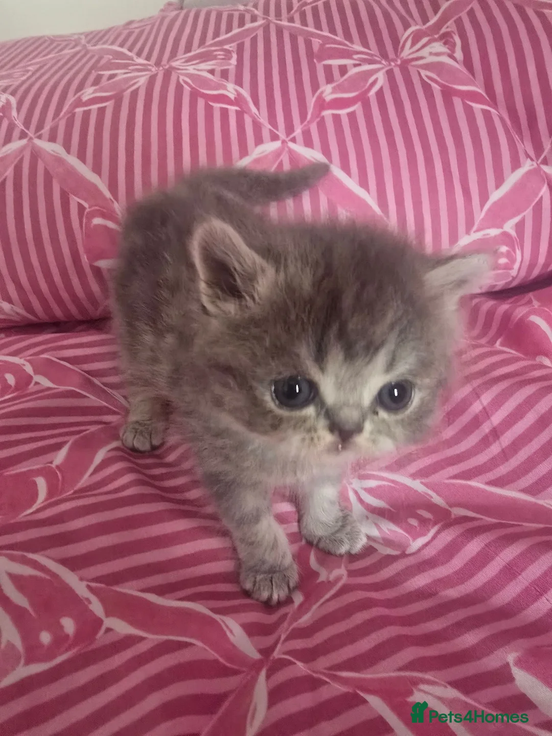 Exotic cats for sale: GCCF Registered Exotic kittens in Wingate - Advert 2