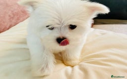 Maltese dogs for stud: Well proven, Kc registered Maltese for stud. in Northampton - Image 15