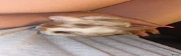 Mixed Breed rabbits for sale: Baby rabbits   in Newton Abbot - Advert 6