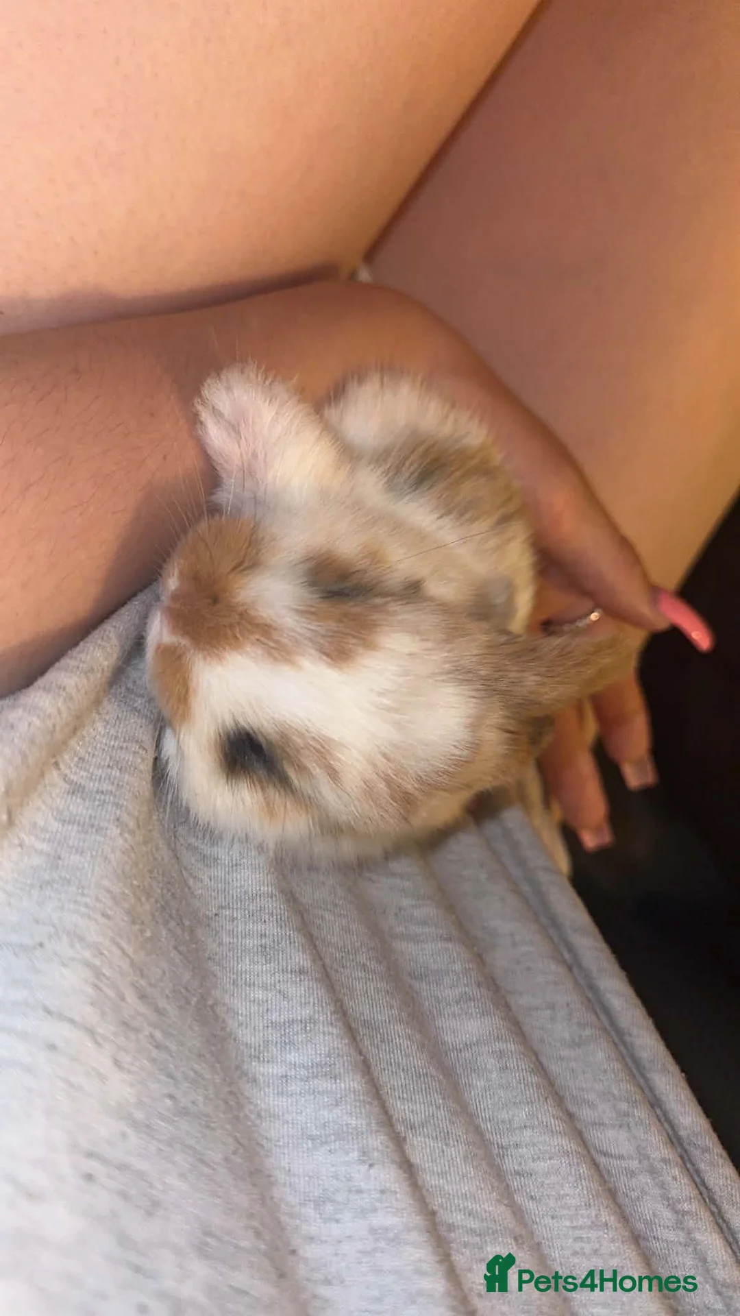 Mixed Breed rabbits for sale: Baby rabbits   in Newton Abbot - Advert 6
