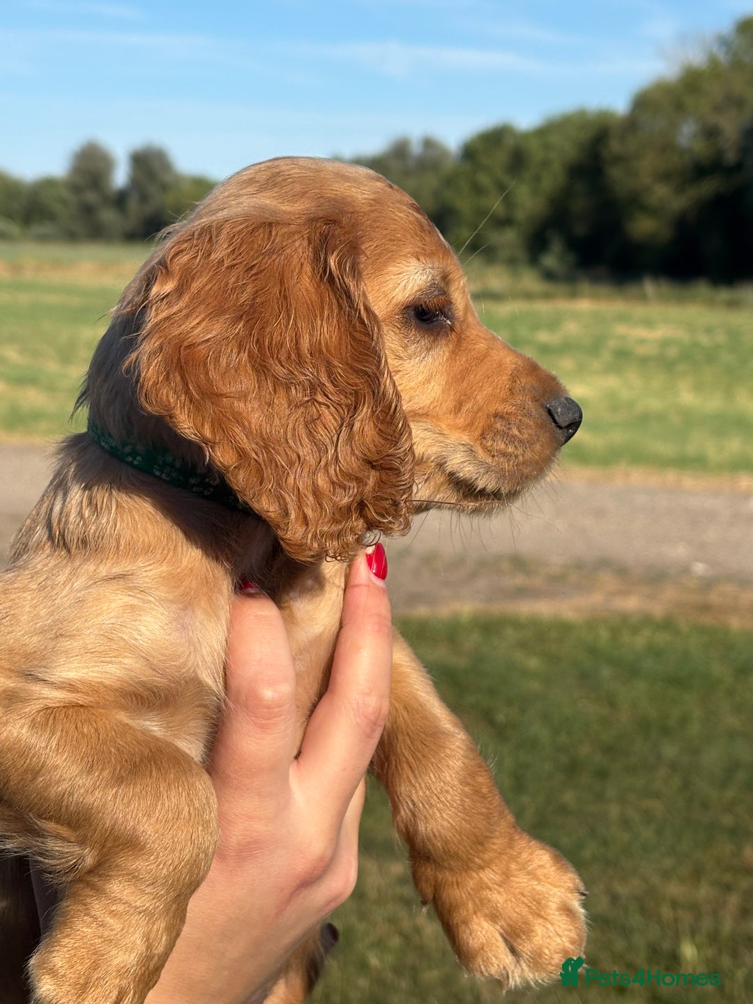 Cocker Spaniel dogs for sale: Ready To Go Now Lovely Cocker Spaniel Puppies - Image 11