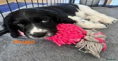 Sprocker dogs - Advert 7