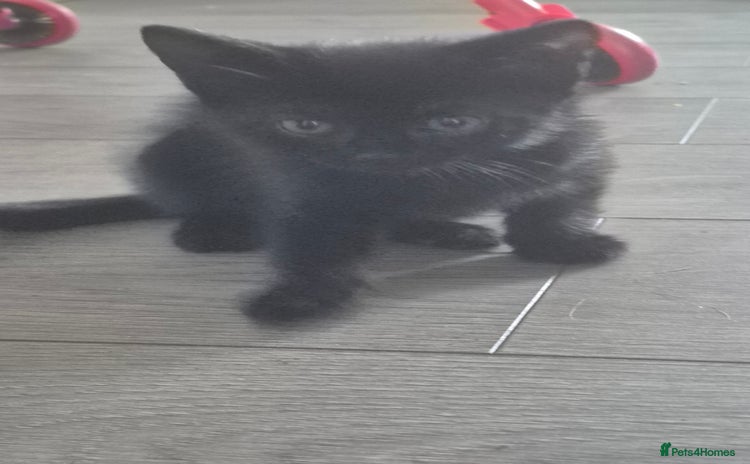 Mixed Breed cats - Advert 2