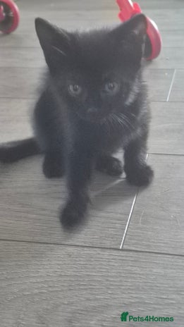 Mixed Breed cats - Advert 3