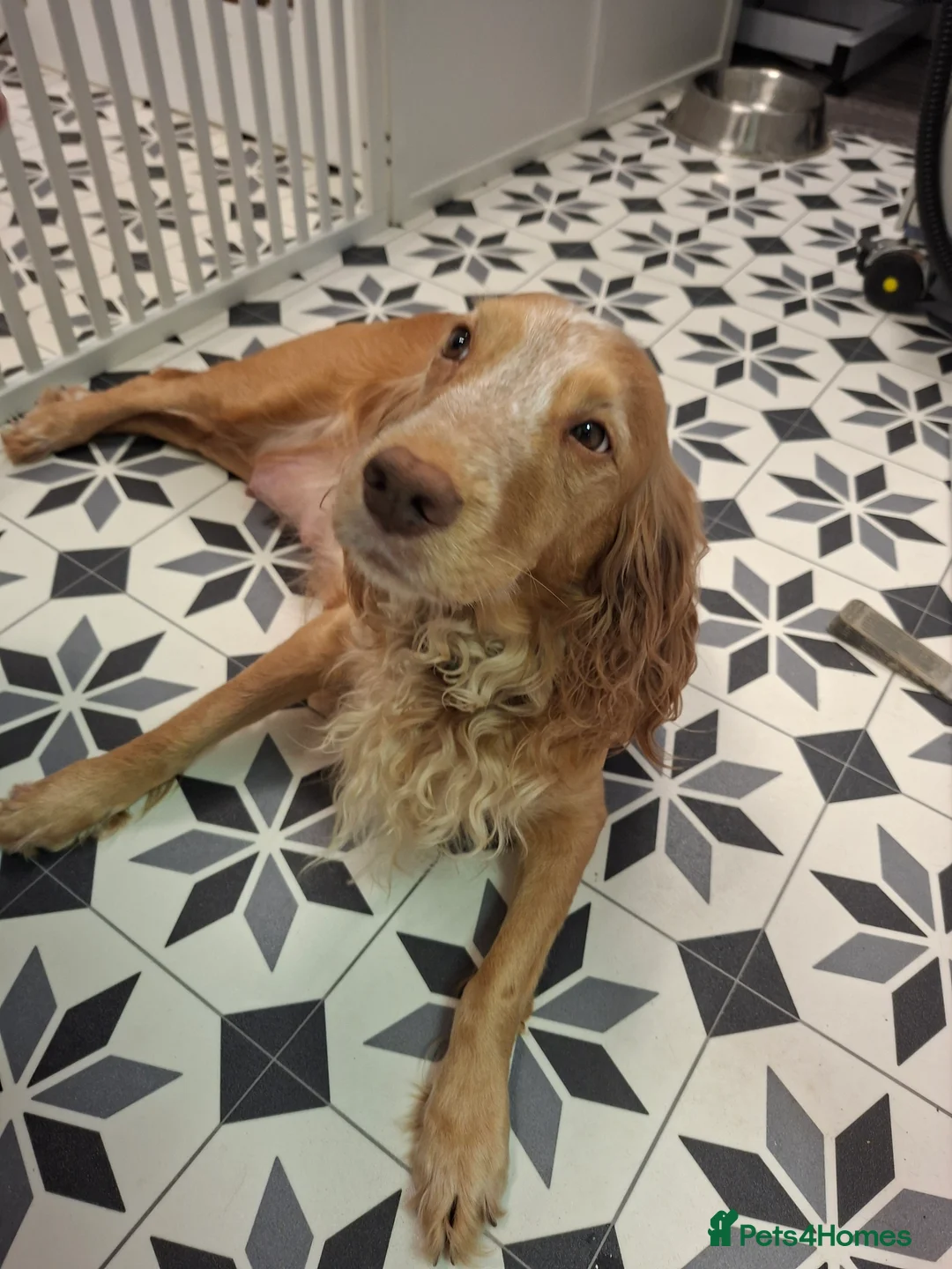Cocker Spaniel dogs for sale: 2 Working Cocker Spaniel, health tested parents - Advert 1