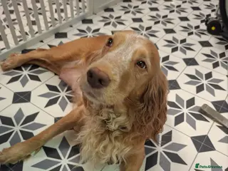 Cocker Spaniel dogs 2 Working Cocker Spaniel, health tested parents - Advert 4