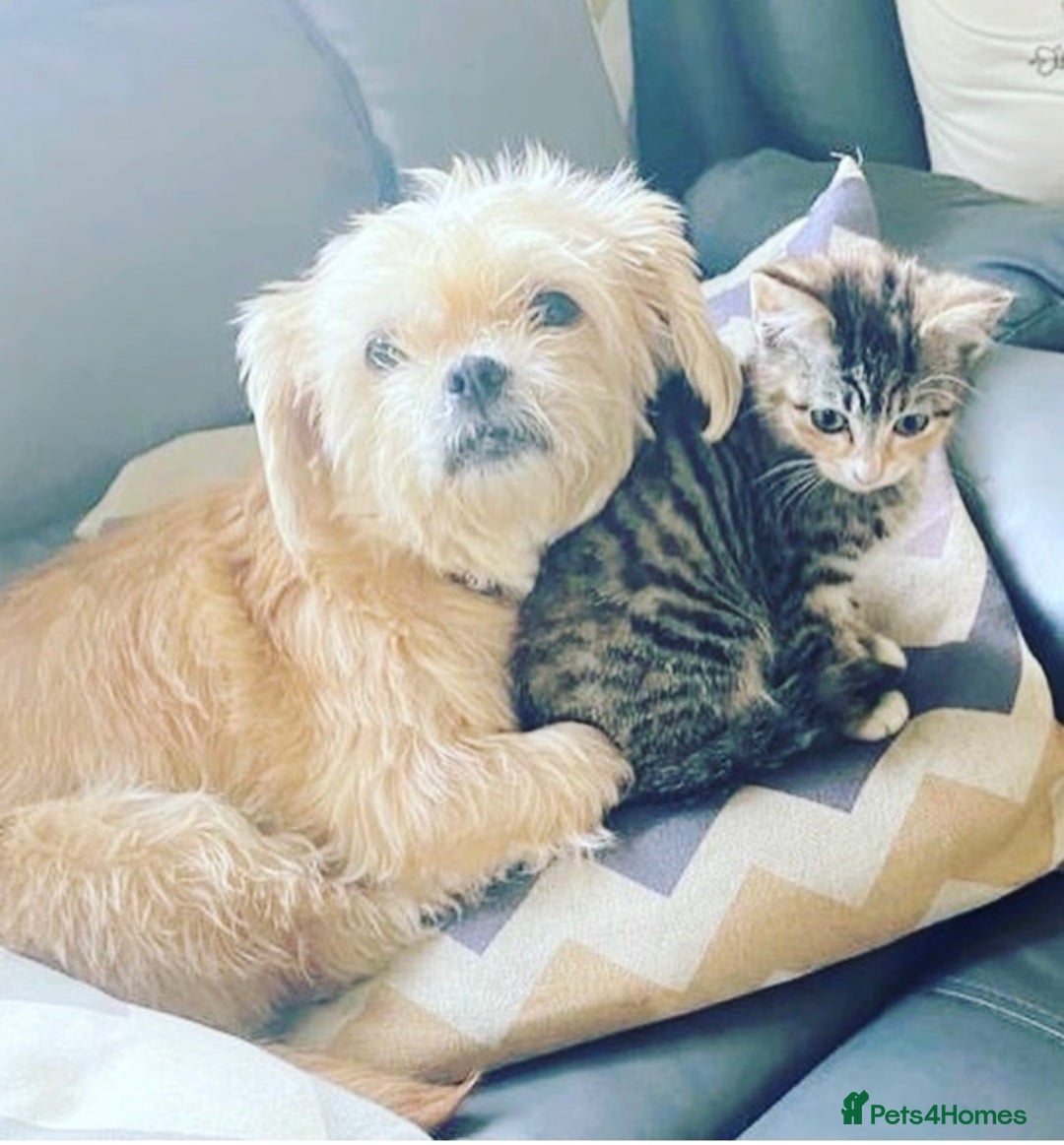 Mixed Breed cats for sale: Kittens  - Advert 1