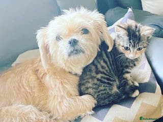 Mixed Breed cats Kittens - Advert 1