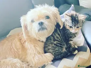 Mixed Breed cats Kittens - Advert 8