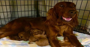 Irish Doodle dogs - Advert 8