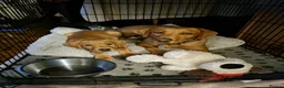 Labrador Retriever dogs for stud: FOR STUD - DAVE ❤️  in Mansfield - Advert 10