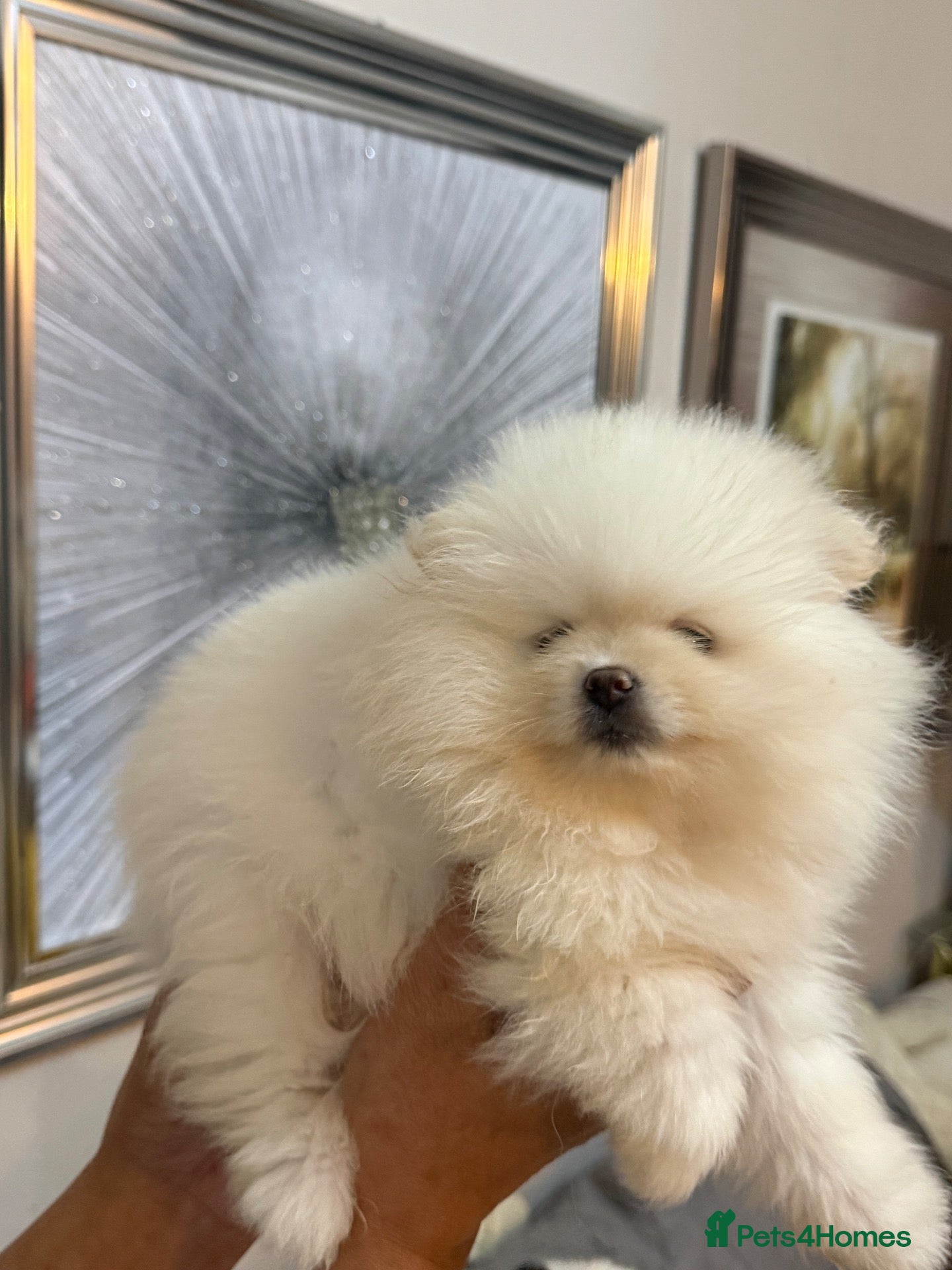 Pomeranian dogs Beautiful Pomeranian puppies  - Advert 1