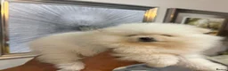 Pomeranian dogs for sale: Beautiful Pomeranian puppies  in Purfleet - Advert 1