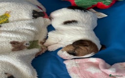Mixed Breed dogs for sale: Jack Russel x Lucas Terrier Puppies - Image 27