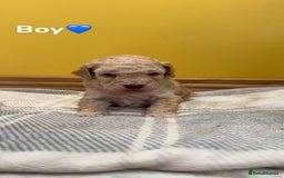 Cockapoo dogs for sale: Cockapoo puppies  - Image 9