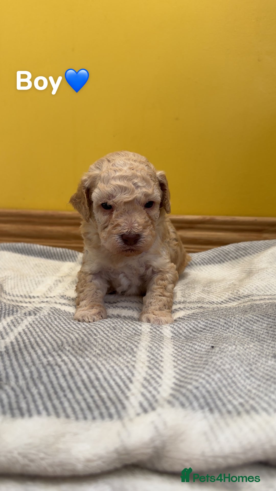 Cockapoo dogs for sale: Cockapoo puppies  - Image 9