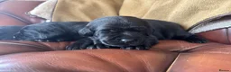 Labrador Retriever dogs for sale: Chunky show Labrador Puppies  - Advert 4