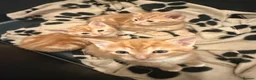 Domestic Shorthair cats for sale: Stunning ginger kittens  in Kinross - Advert 3