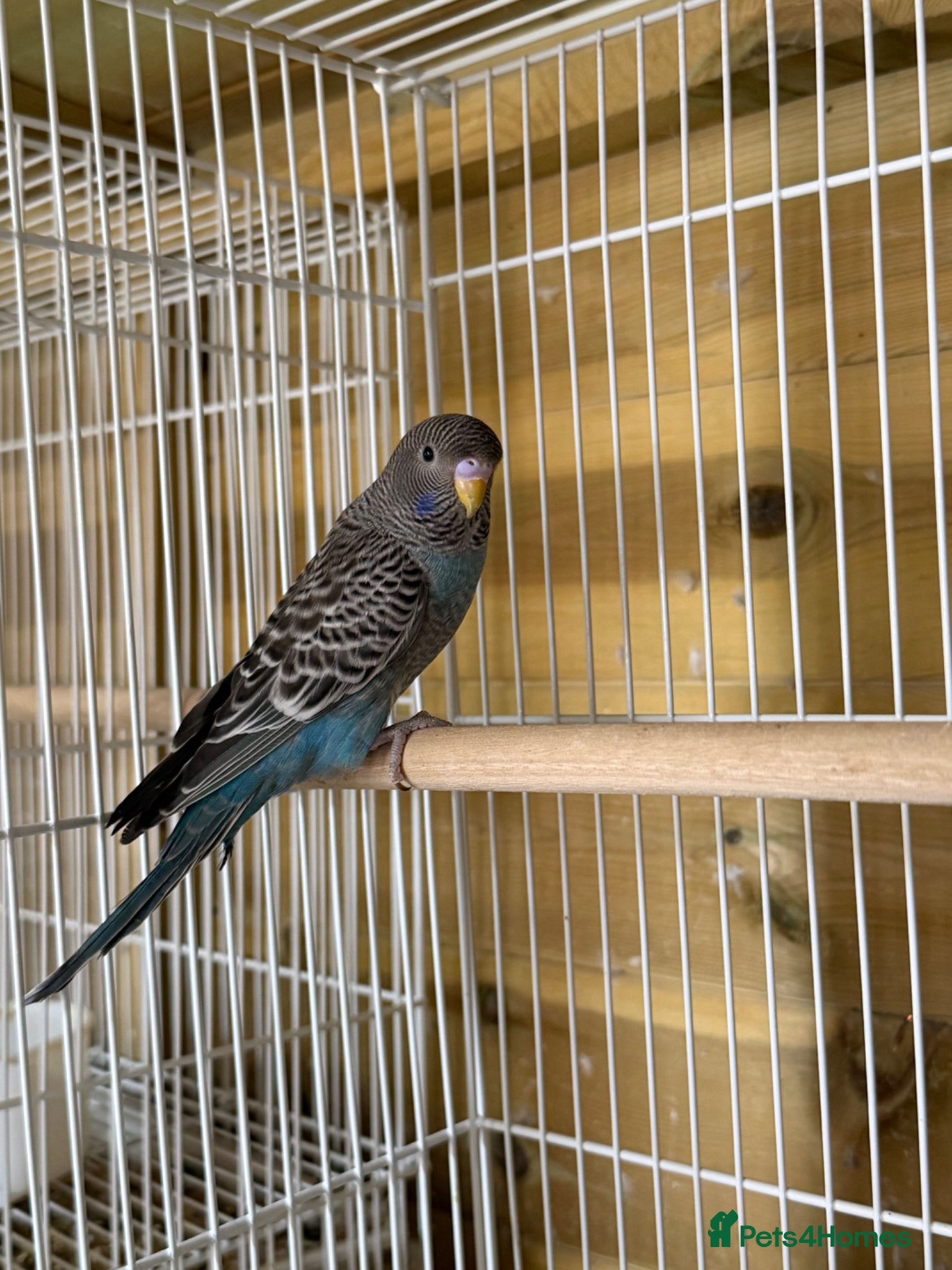 Budgerigars birds for sale: Young black face budgies - Advert 1