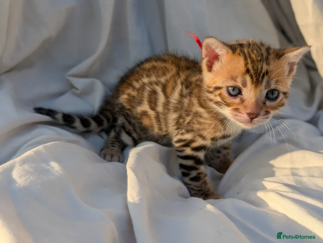 Bengal cats for sale: Gorgeous bengal litter - Advert 4