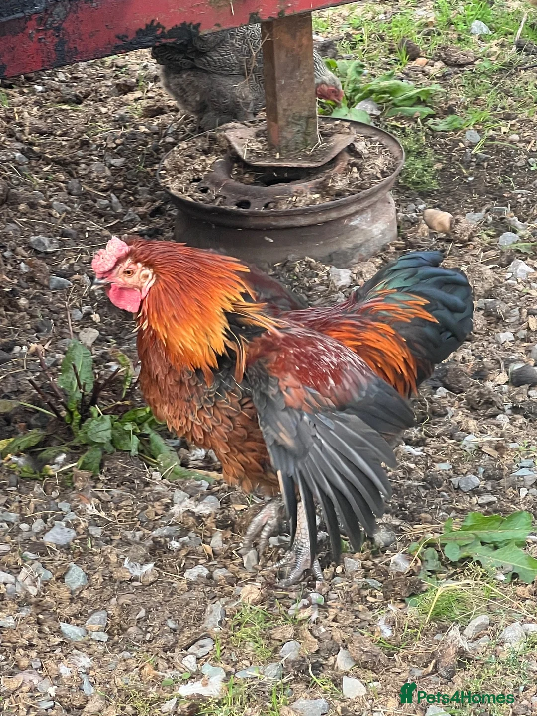 Hens poultry for sale: Cockerel  in Melton Mowbray - Advert 2