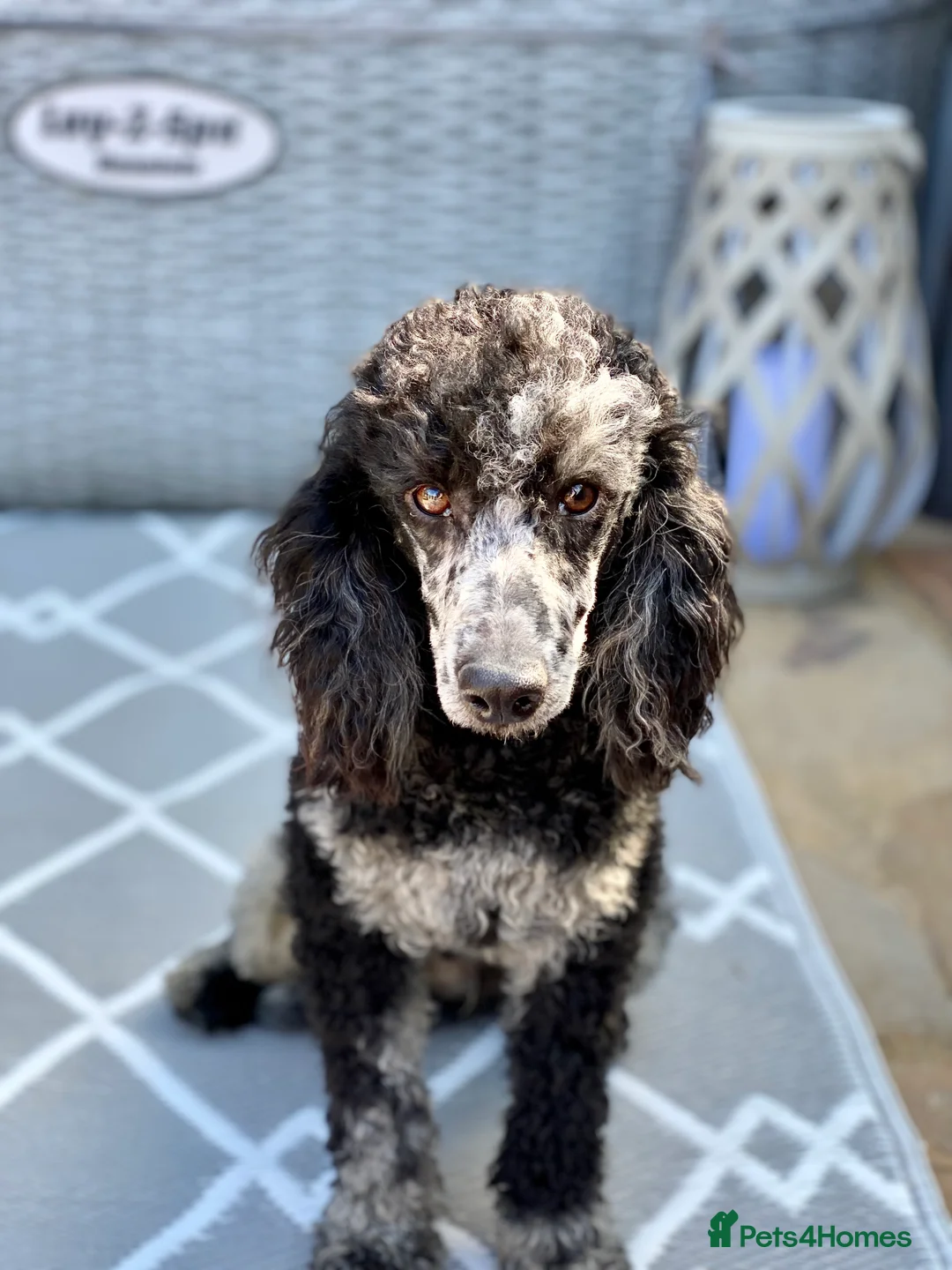 Sproodle dogs for stud: BLUE MERLE MIN POODLE FULLY HEALTH TESTED in Chippenham - Advert 6
