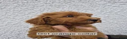 Cockapoo dogs for sale: F1 B Cockapoo puppies - Advert 9