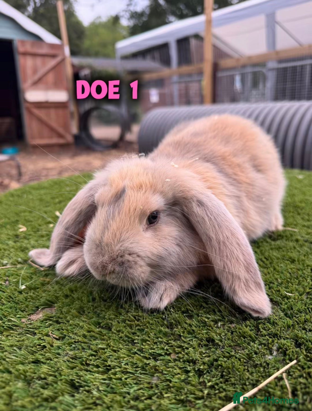 French Lop rabbits Stunning French Lop babies! - mixed litter🩷💙 - Advert 2