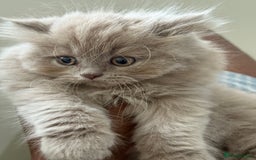 British Shorthair cats for sale: British shorthair/British longhair kittens 🐾  - Image 5