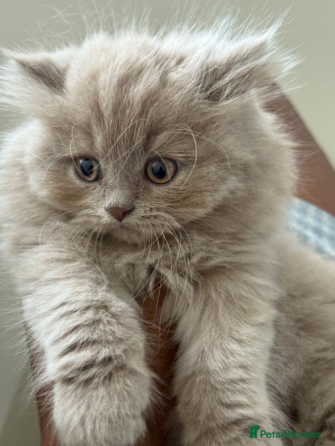 British Shorthair cats for sale: British shorthair/British longhair kittens 🐾  - Image 5