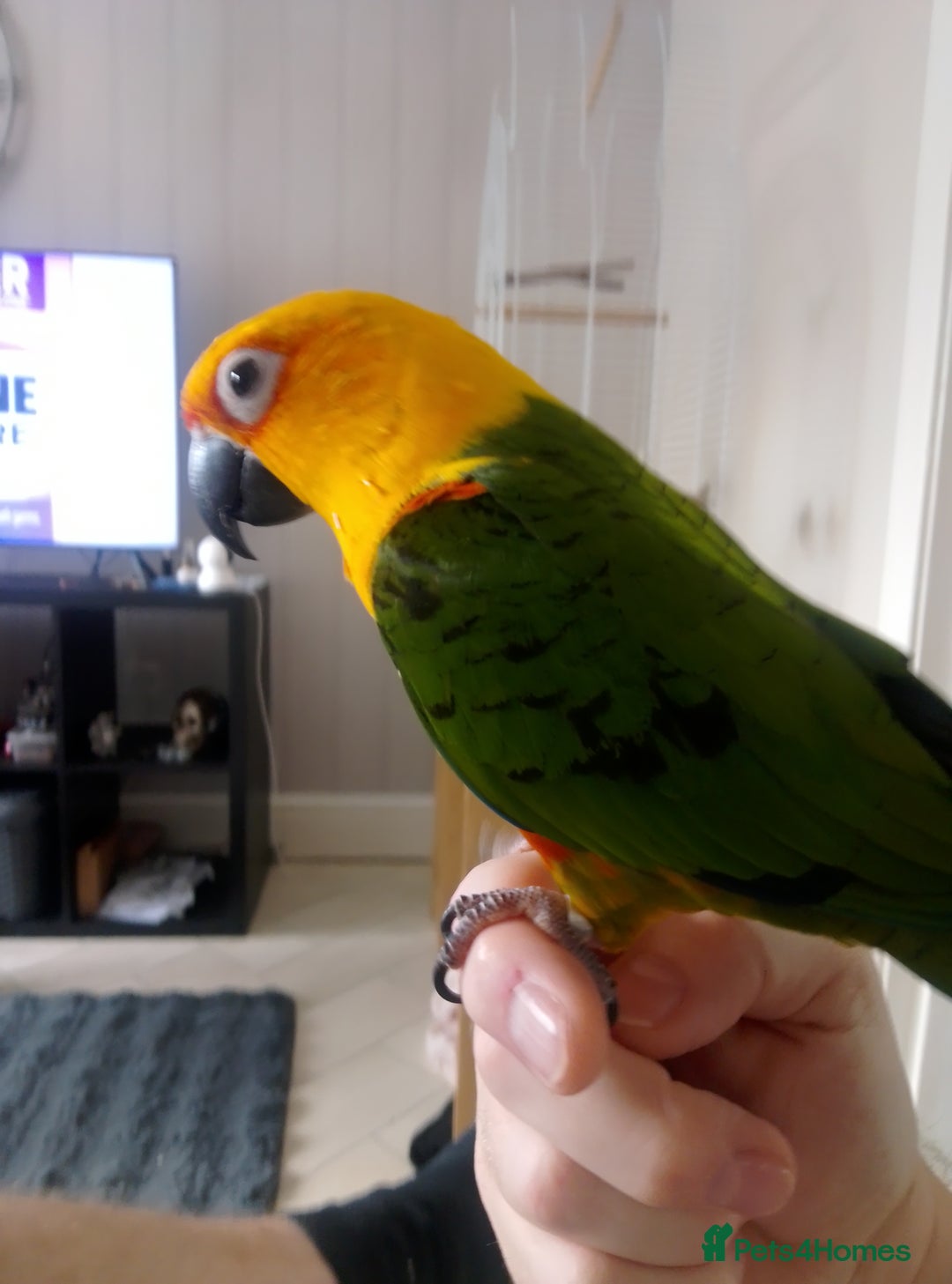 Conures birds for sale: Jenday conure silly tame will go to anyone  - Image 3
